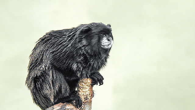 20190907 6027CPw [D~HRO] Schwarzrückentamarin (Saguinus nigricollis), Zoo, Rostock