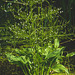Pond plant flowering, Northern Scotland - Alisma plantago-aquatica / Common Water Plantain