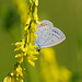 Der zweitkleinste Bläuling Mitteleuropas - The second smallest blue in Central Europe