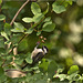 Chickadee in the chuckleypears