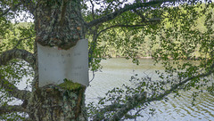 Very soon the old Unauthorised Anglers warning will be swallowed by the old Silver Birch!