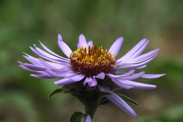 Siberian Aster