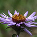 Siberian Aster