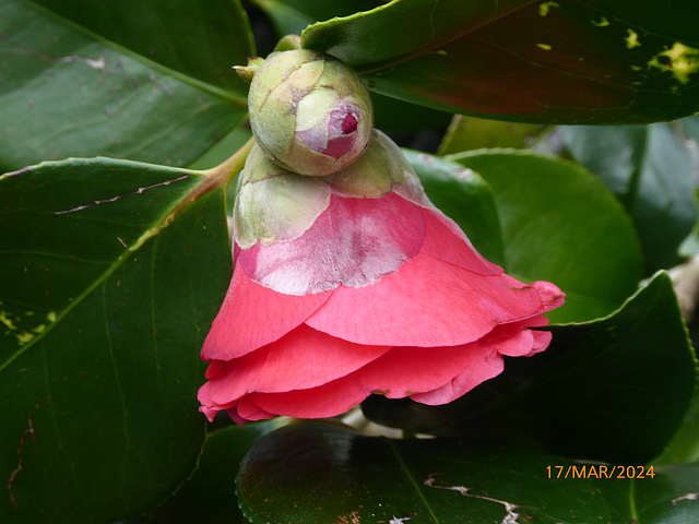 quelques fleurs du jardin le 17 mars