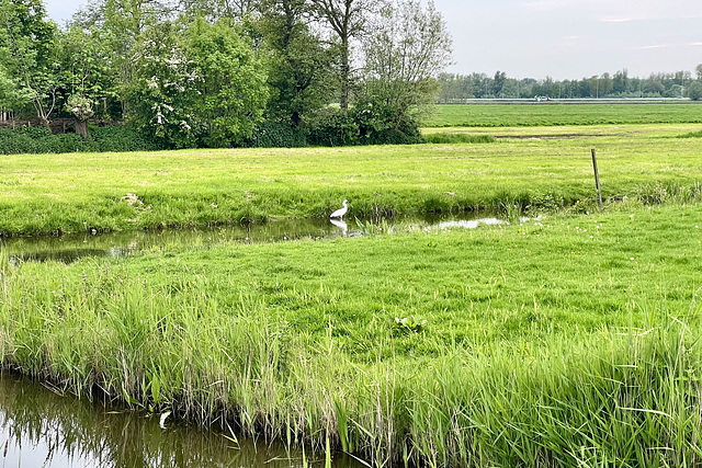 Spoonbill