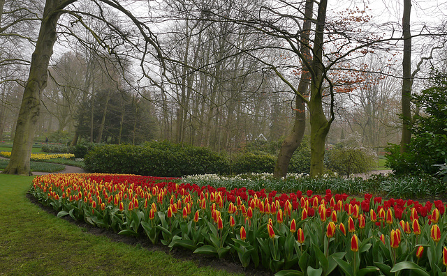 Blumen im Keukenhof