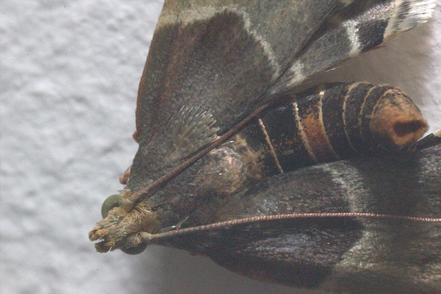 IMG 5605Meal moth Pyralis farinalis