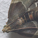 IMG 5605Meal moth Pyralis farinalis