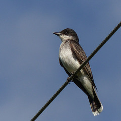 Eastern Kingbird