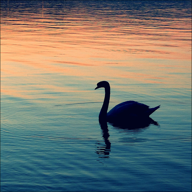 Swan at sunset.