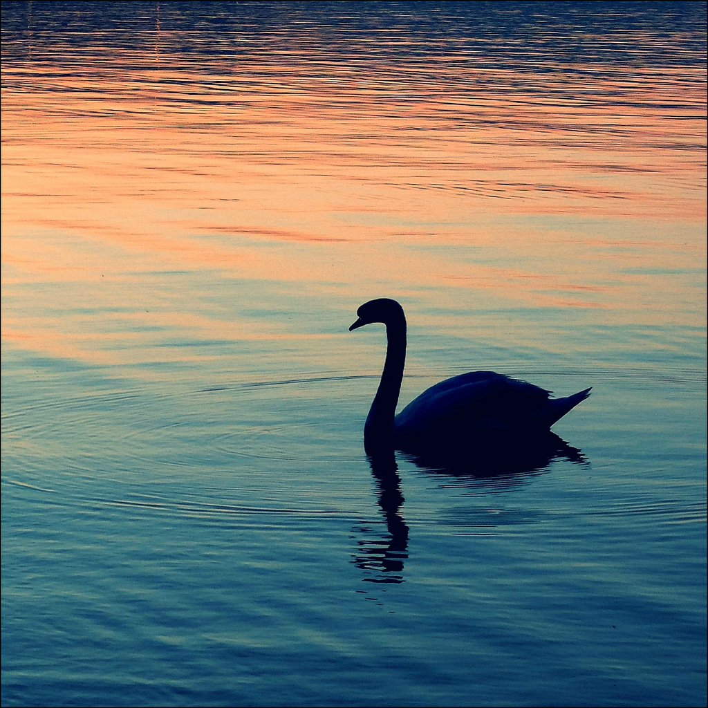 Swan at sunset.