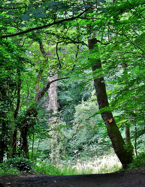 Waterfall?......no, just a trick of the light!