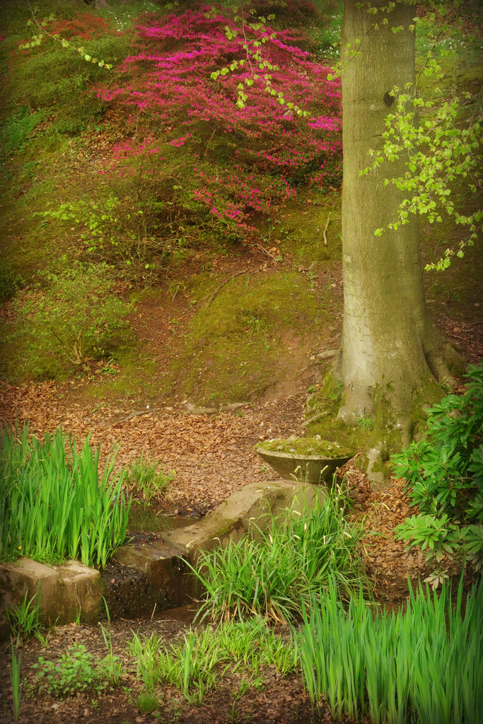 Rhododendron Dell