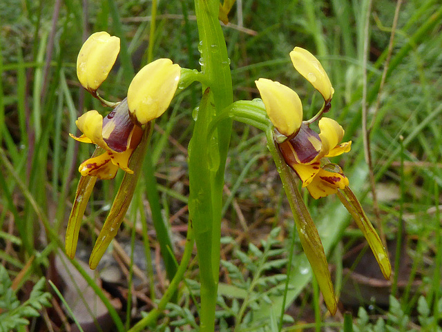 Diuris palustris