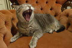 Jasper yawning