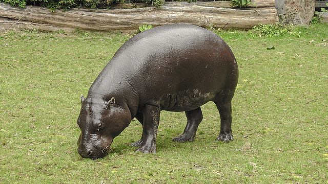 20190907 6028CPw [D~HRO] Zwergflußpferd (Choeropnis liberiensis), Zoo, Rostock