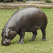 20190907 6028CPw [D~HRO] Zwergflußpferd (Choeropnis liberiensis), Zoo, Rostock