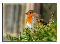 Little Red Robin