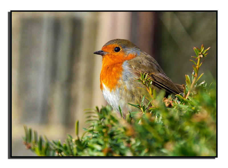 Little Red Robin