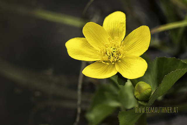 Marsh marigold