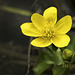 Marsh marigold