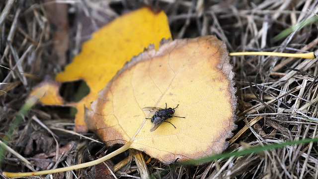 Faire mouche !