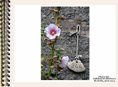 ilere096