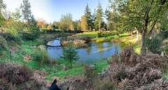 The Japanese Garden at the Burgie Arboretum