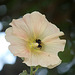 Hollyhock and Bumble Bee - 19 8 2023