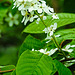 20220429 0764CPw [D~LIP] Trauben-Kirsche (Prunus padus), UWZ, Bad Salzuflen