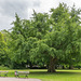 179-365, Gingkobaum in der Brunnenaue von Stralsund