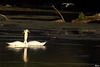Ballet des cygnes...