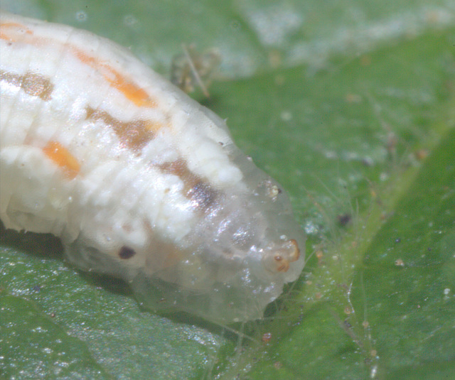 IMG 5721Hoverflylarva