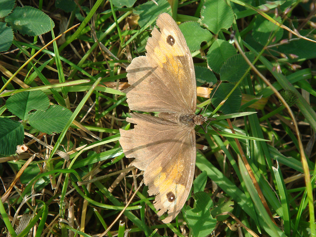 Meadow Brown (female) - maniola jurtina 28-07-2011 08-28-04