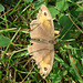 Meadow Brown (female) - maniola jurtina 28-07-2011 08-28-04