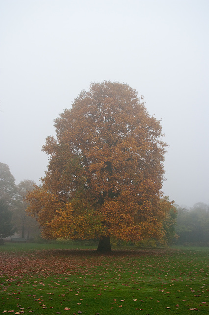 lone tree colours