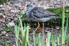 20160306 0321VRAw [D~BI] Rotschnekel (Tringa totanus), Tierpark Olderdissen, Bielefeld