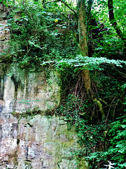 Rock Face. Plessy Wood