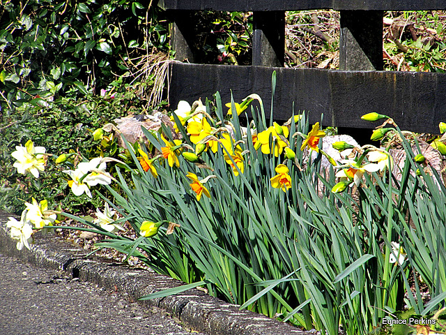 Spring Fence.