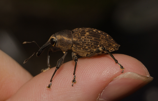 WeevilIMG_3337