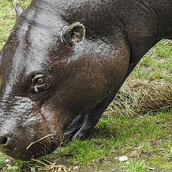 20190907 6030CPw [D~HRO] Zwergflußpferd (Choeropnis liberiensis), Zoo, Rostock