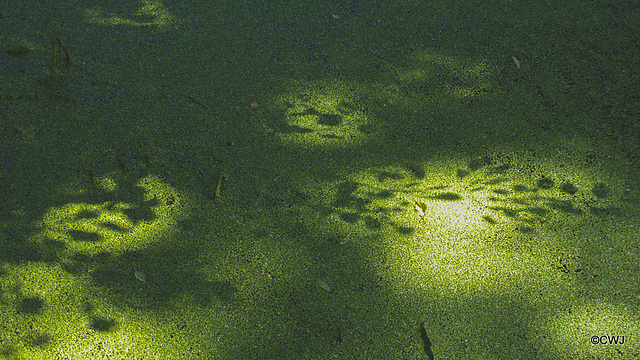 Shadows on the Duckweed