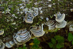 Turkey Tail (Trametes versicolor) mushrooms