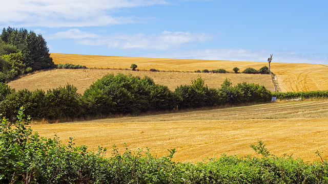 Golden Fields