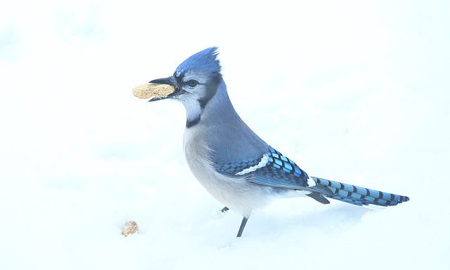 gdn-bluejay peanut DSC 1620 edited