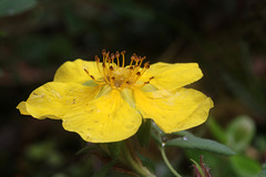 Shrubby Cinquefoil