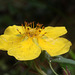 Shrubby Cinquefoil