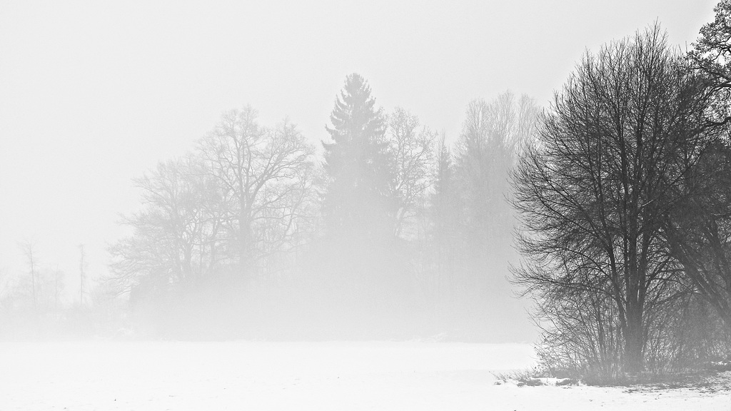 Bäume im Nebel und Schnee