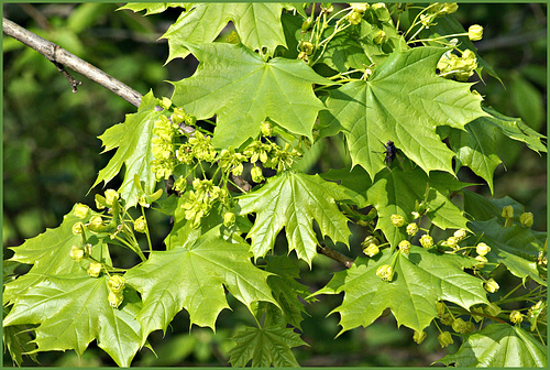 Baumblüten am Lago di Garda. ©UdoSm