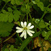 20220429 0765CPw [D~LIP] Echte Sternmiere (Stellaria holostea), UWZ, Bad Salzuflen